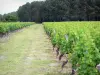 Vinhedo de Bordeaux - Videiras Sauternes