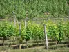 Vinhedo de Bordeaux - Videiras das vinhas de Bordeaux