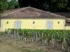 Vinhedo de Bordeaux - Vinha do Château Margaux, no Médoc