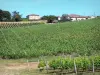 Vinhedo de Bordeaux - Videiras das vinhas de Bordeaux
