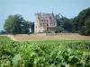 Vinhedo de Bordeaux - Vines em primeiro plano com vista para o Château Lachesnaye, vinha em Cussac-Fort-Médoc