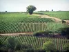 Vinhedo Mâconnais - Campos de vinhas e árvores