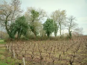 Vinhedo de Nantes - Videiras e árvores