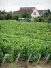 Vinhedo Pouilly - Casas à beira de um vinhedo