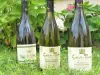 Les vins d'Ardèche - Guide gastronomie, vacances & week-end en Ardèche