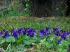 Violets