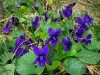 Violets - Flowers