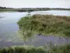 Vogelkunde Park Marquenterre - Naturschutzgebiet der Bucht der Somme: Sumpf, Schilfrohr