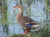 Vogelkunde Park Marquenterre - Naturschutzgebiet der Bucht der Somme: Stockente inmitten des Schilfs