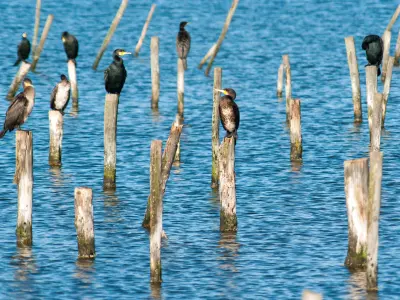 Vogelpark von Teich Führer Tourismus & Urlaub