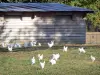 Volaille de Bresse - Poulets de Bresse dans un pré