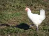 Volaille de Bresse - Poulet de Bresse au plumage blanc, à pattes bleues et à crête rouge