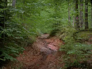 Vosges (Northern) - Road in the forest (Northern Vosges Regional Nature Park)