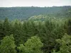 Vosgos del Norte - Los árboles y el bosque en el fondo (Parque Natural Regional de Vosgos del Norte)