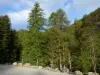 Wald Boscodon - Waldbäume; im Nationalpark Écrins