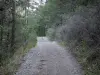 Wald Boscodon - Waldweg gesäumt von Bäumen; im Nationalpark Écrins