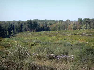 Wald von Brigueuil