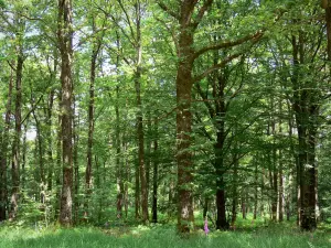 Wald von Ecouves - Waldbäume und Unterholz des Staatsswaldes; im Regionalen Naturpark Normandie-Maine