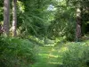 Wald von Fontainebleau - Bodenbewuchs und Bäume des Waldes
