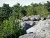 Wald von Fontainebleau - Schluchten Franchard: Felsen und Bäume des Waldes