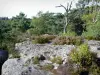 Wald von Fontainebleau - Fels, Bodenbewuchs und Bäume des Waldes