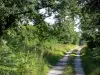 Wald von Fontainebleau - Waldweg gesäumt von Vegetation und Bäumen