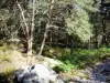 Wald von Fontainebleau - Bodenbewuchs und Bäume des Waldes