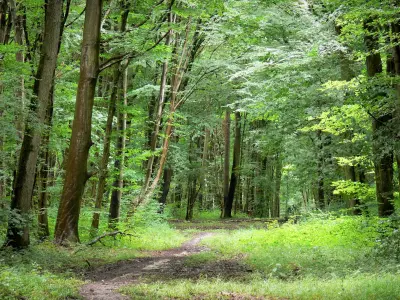 Wald von Retz
