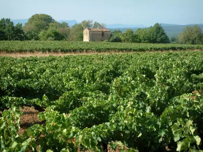 Weinanbaugebiet der Côtes de Provence