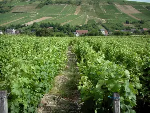 Weinbaugebiet von Sancerre - Rebstöcke, Häuser und Bäume (Sancerrois)