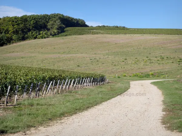 Weinbaugebiet der Yonne - Weg gesäumt von Reben