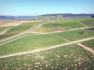 Weinbaugebiet der Yonne - Weinbergfelder des Chablis-Weinguts, durchsetzt mit Straßen und Wegen