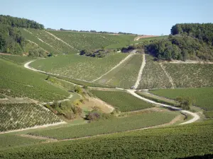Weinbaugebiet der Yonne - Hügelige Weinberge