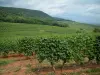 Wijnroute - Kleine wijngaarden en beboste heuvels