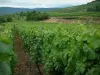 Wijnroute - Vines, bomen en heuvels in de verte