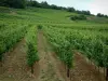 Wijnroute - Wijnstokken en bomen op de achtergrond