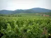 Wijnroute - Wijngaarden, huizen in een dorp en beboste heuvels op de achtergrond