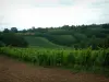 Wijnroute - Aarde, bomen en wijnstokken