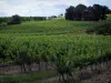 Wijnstreek van Bergerac - Vines en bomen