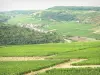 Wijnstreek van Côte de Beaune - Dorp Saint-Aubin tussen bossen en wijngaarden