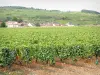 Wijnstreek van Côte de Beaune - Huizen en wijngaarden van Pommard