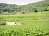 Wijnstreek van Côte de Beaune - Wijnstokken van de wijngaard Savigny-lès-Beaune