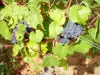 Wijnstreek van Côte de Beaune - Wijngaard Savigny-lès-Beaune: trossen pinot noir-druiven