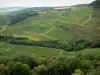 Wijnstreek van de Jura - Wijngaarden en bomen
