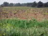 Wijnstreek van de Languedoc - Wilde bloemen, bomen en wijngaarden