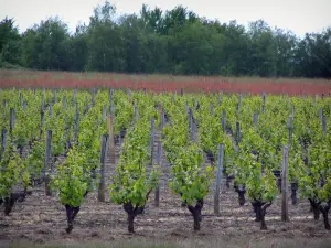 Wijnstreek van Touraine - Vines, bomen en veld