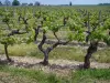 Wijnstreek van Touraine - Vines