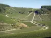 Wijnstreeken van de Yonne - Glooiende wijngaardvelden