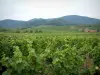 Wine Trail