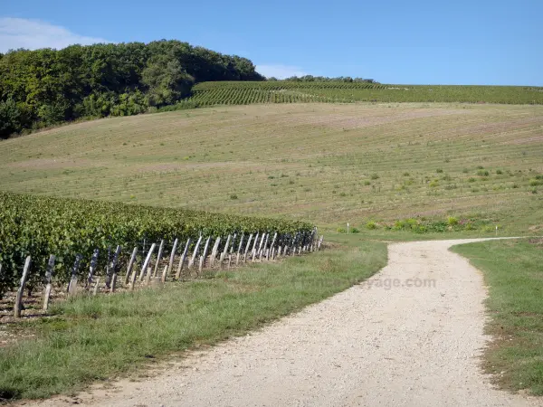 De Yonne-wijngaarden - Gids voor gastronomie, vrijetijdsbesteding & weekend in de Yonne